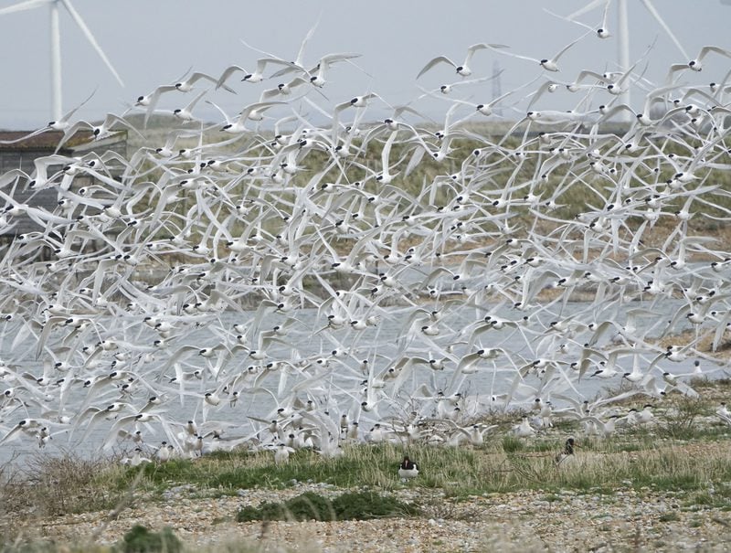 Sandwich Tern Sandwich Tern