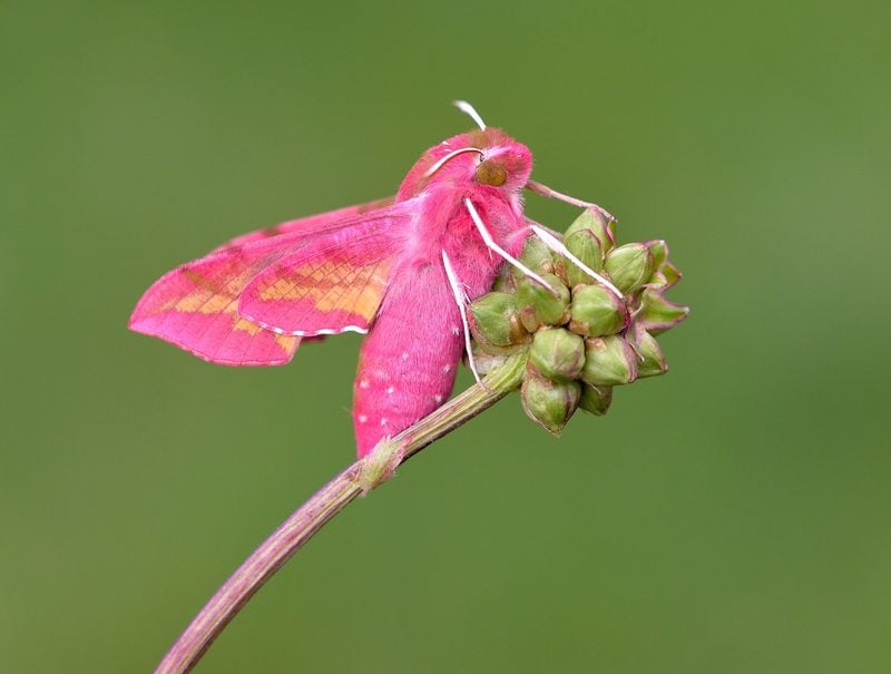Small Elephant Hawk-moth Small Elephant Hawk-moth