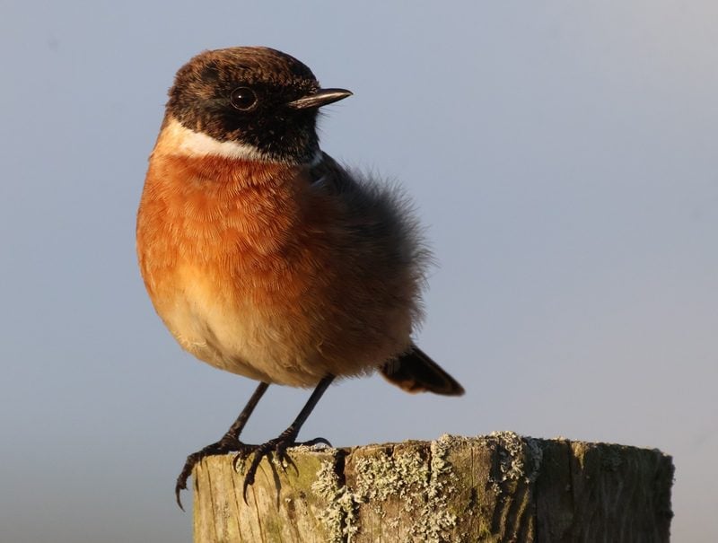 webstonechat