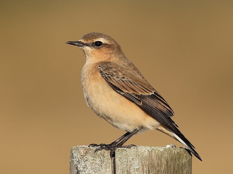 wheatearjo clark wilson 1 w800h600