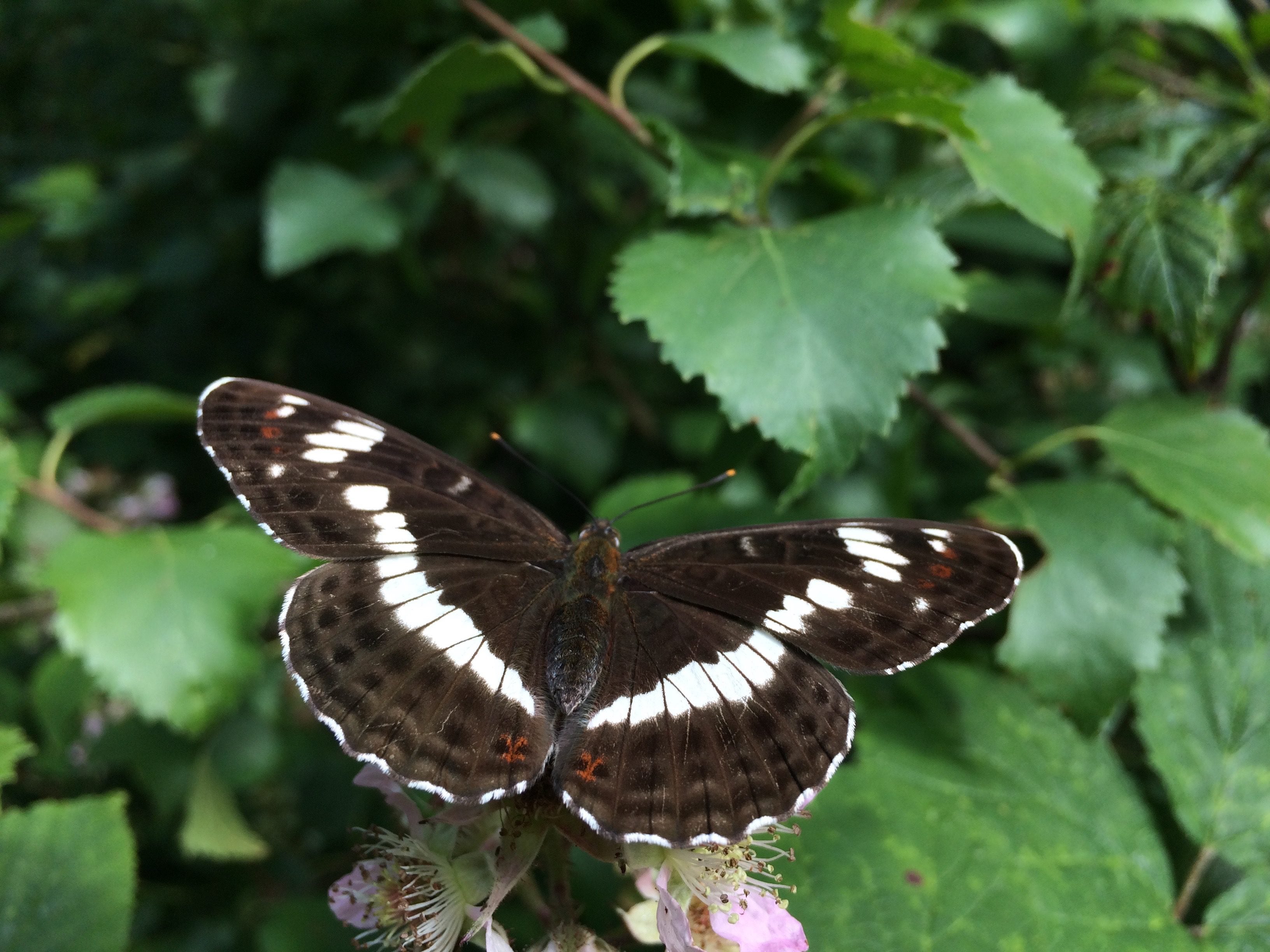 white admiral