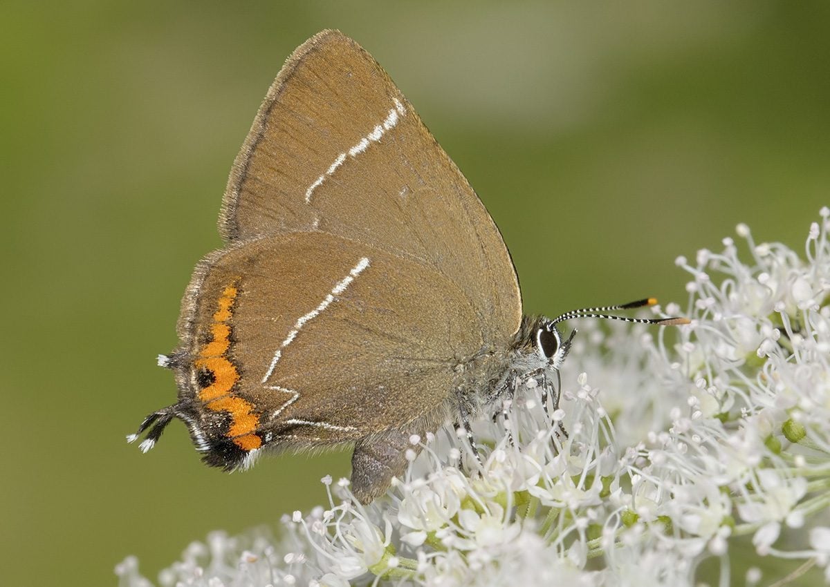 White-letter Hairstreak butterfly on white flower