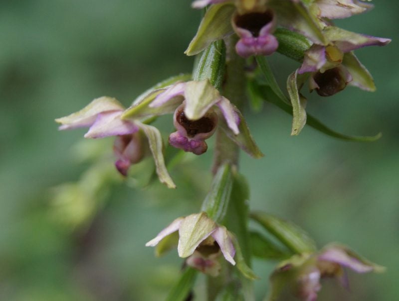 Broad-leaved Helleborine © Arthur Hoare Broad-leaved Helleborine © Arthur Hoare