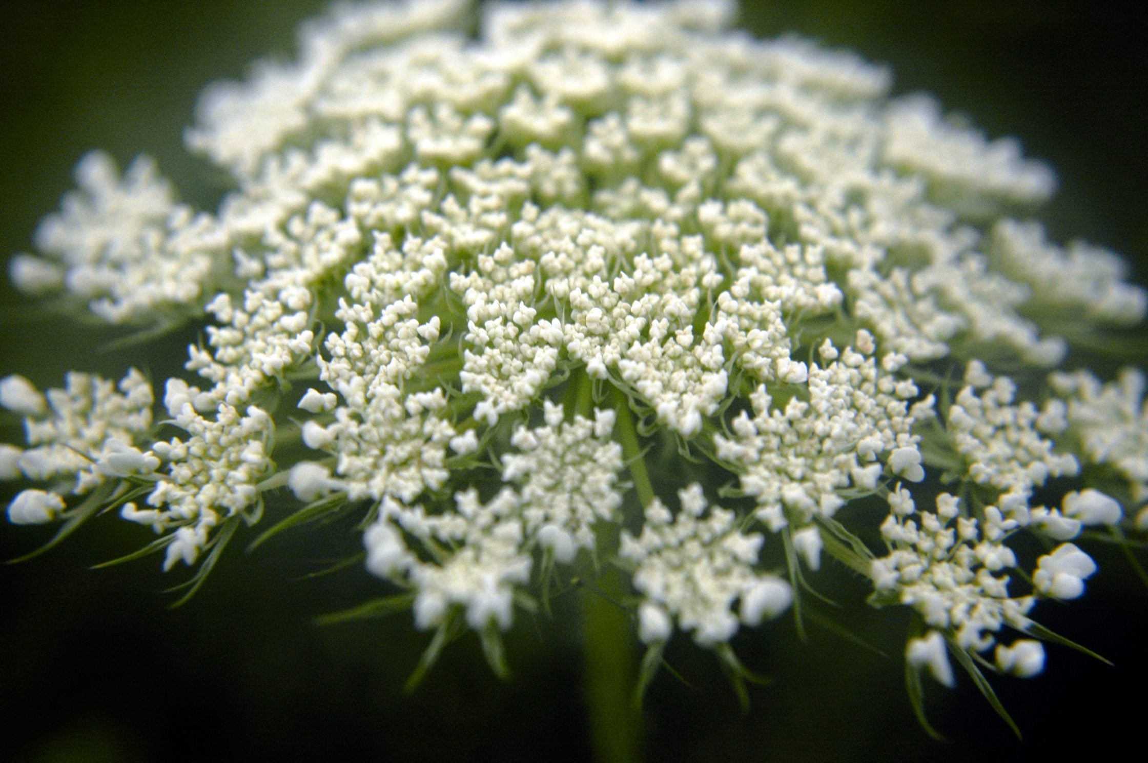 wild carrot cpt Frank Mayfield