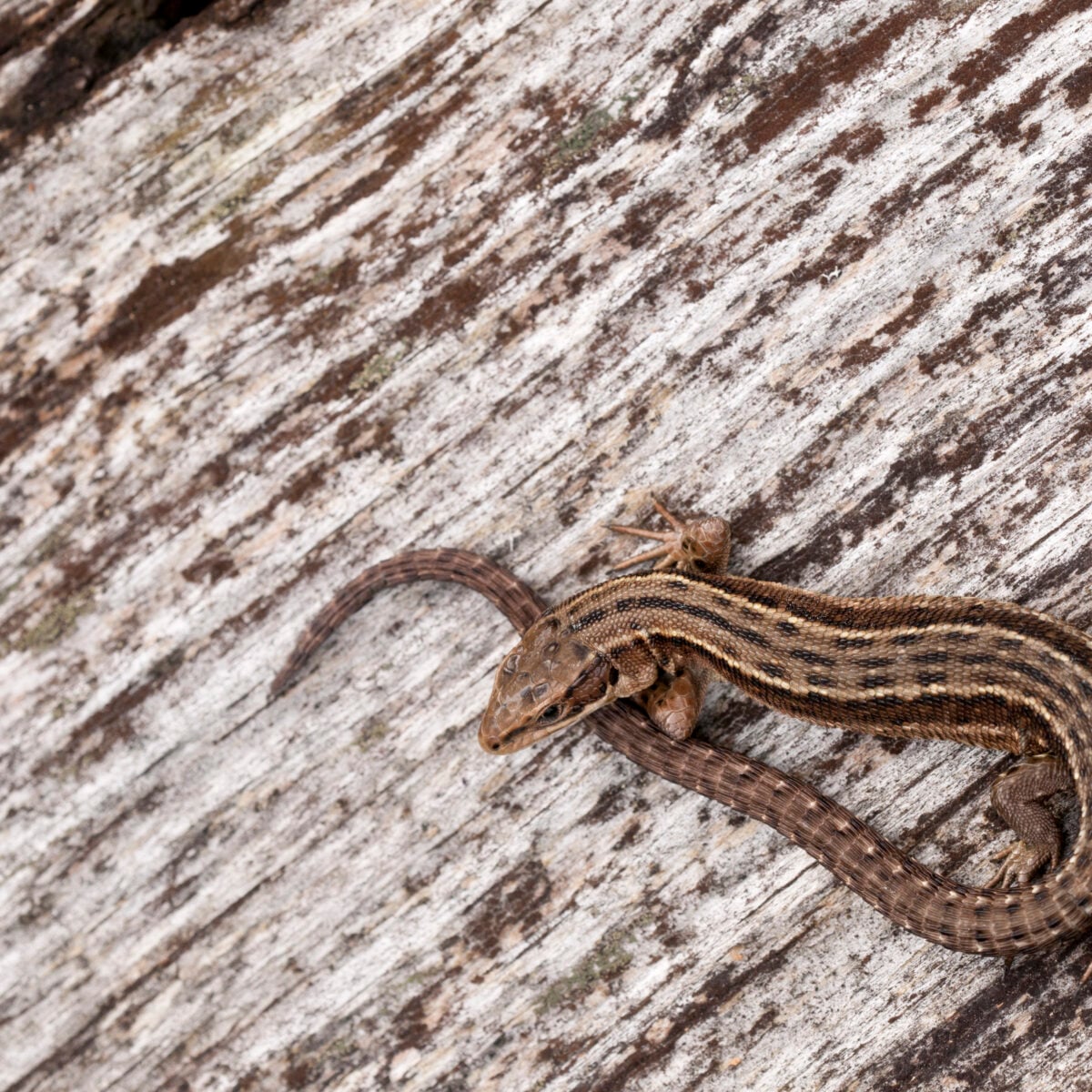 wildlifetrusts 40664461209