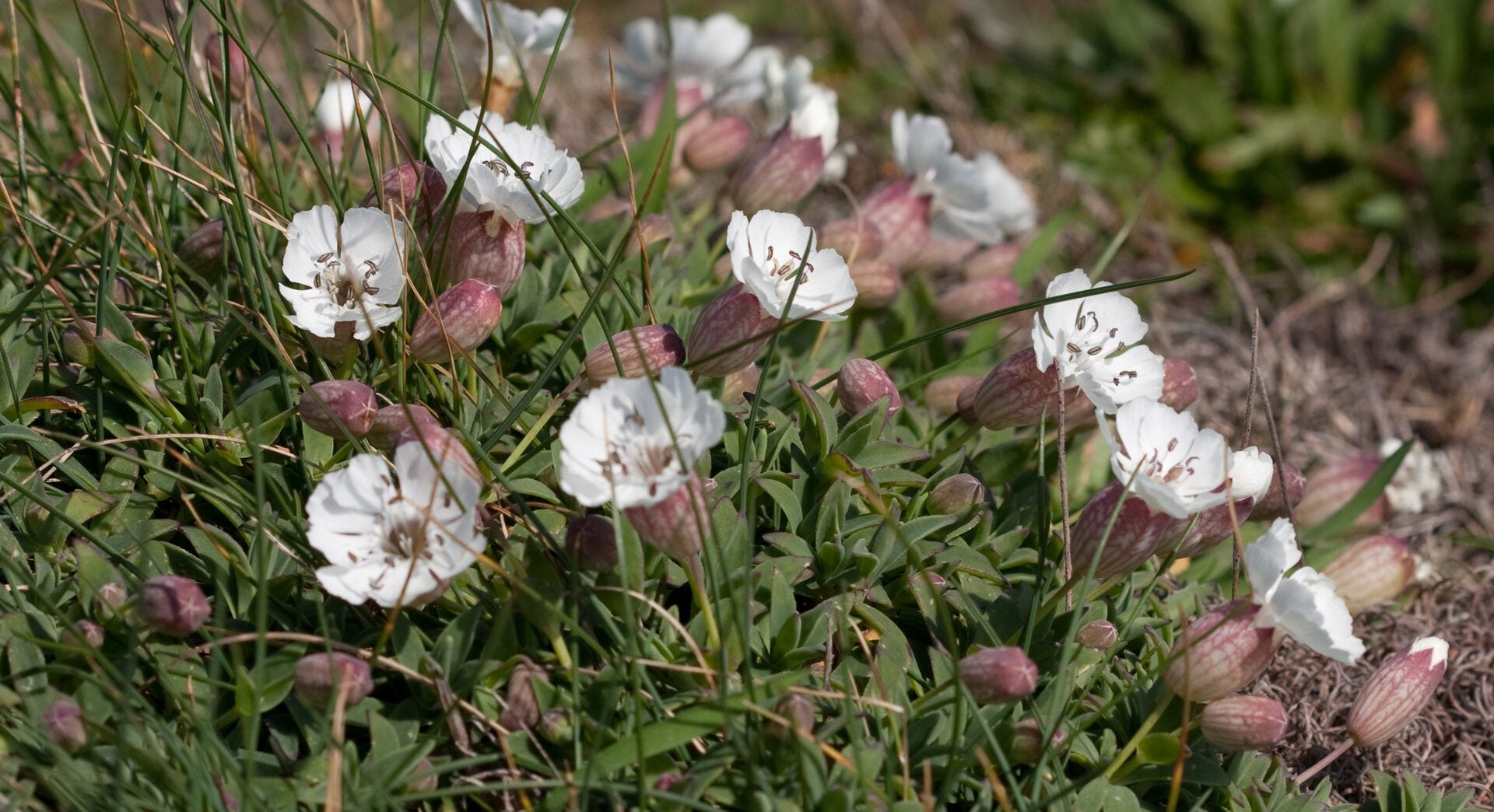 wildlifetrusts 54925855546