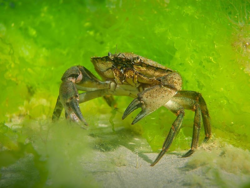 worthing shore crab 2 paul parsons 2025 w800h600 1