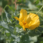 yellow horned poppy
