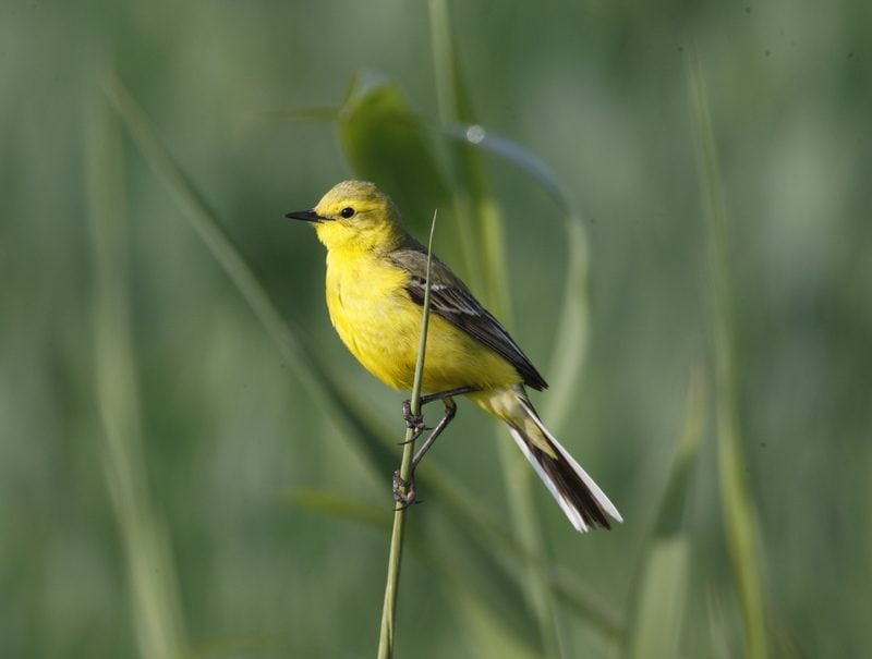 Yellow Wagtail Yellow Wagtail