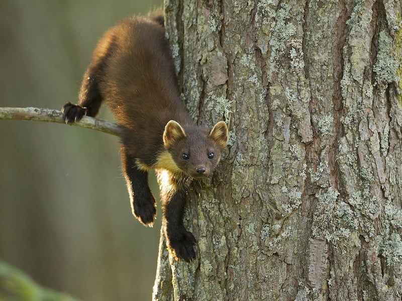 young pine marten mark hamblin 2020vision 1 w800h600 1