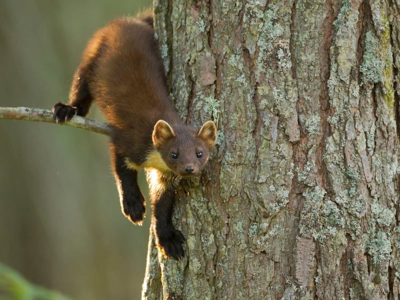 Species recovery. What's that all about then?