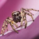 zebra spider c peter brooks w800h600