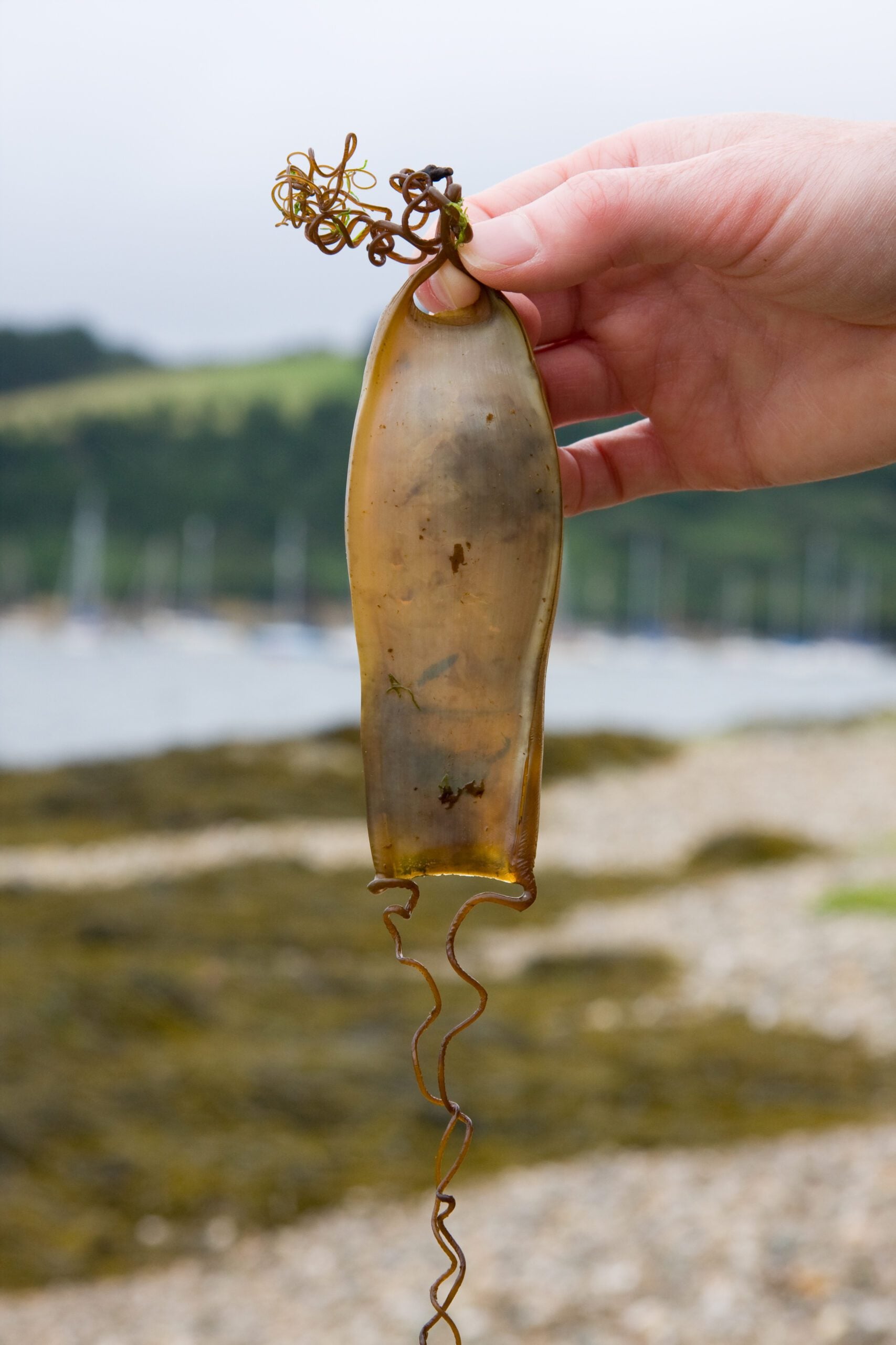 A Bull Huss egg case Dave Kilbey