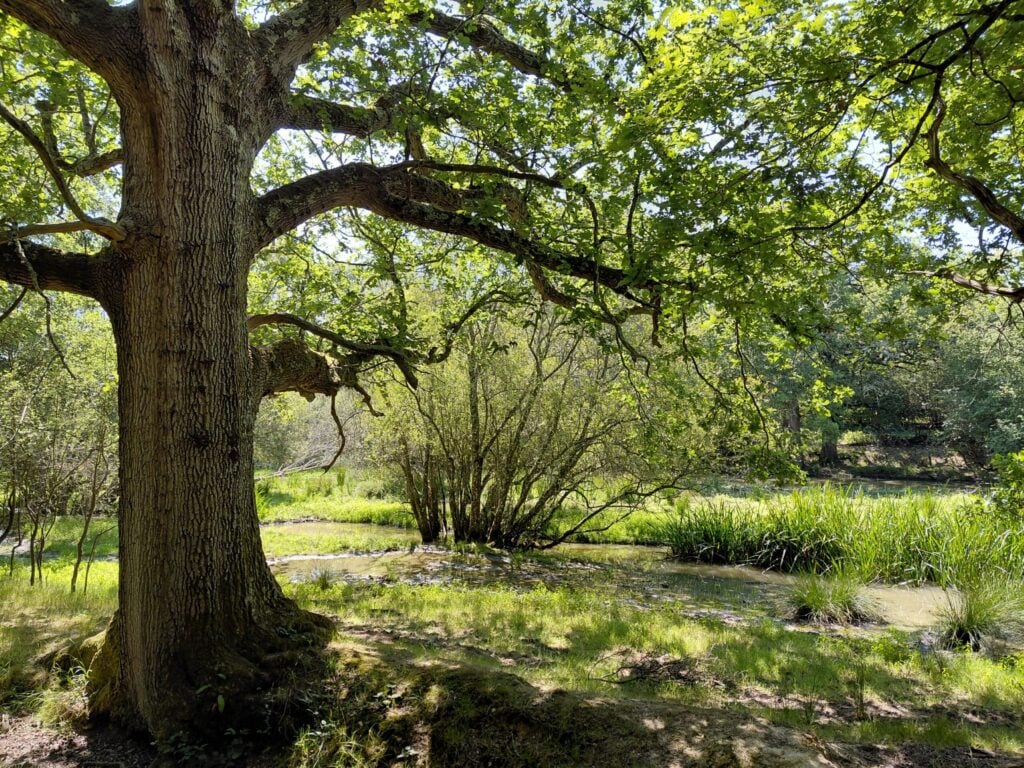 Beaver habitat at Knepp Fran Southgate
