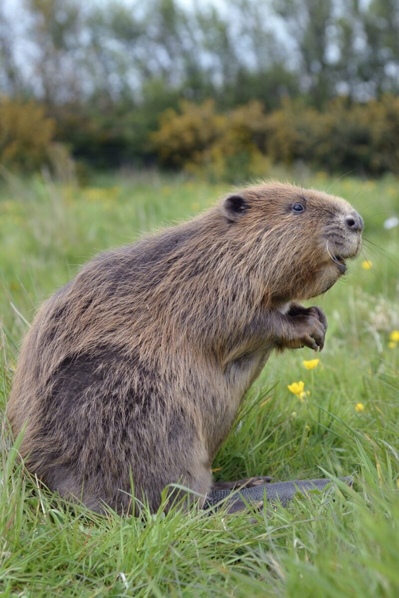 Beaver standing on rear legs on grass