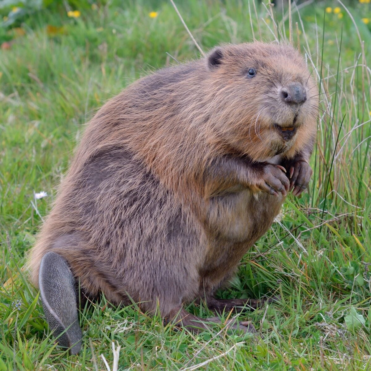 Beaverstands0452