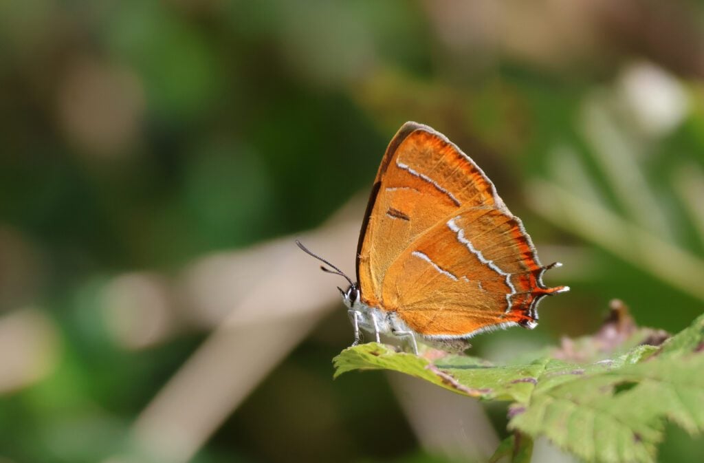 Brown Hairstreak Kai Hilton