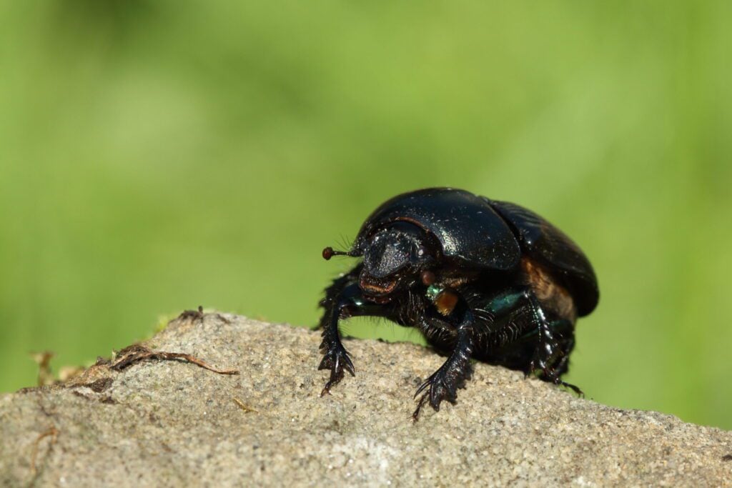 A Common Dumble Dor dung beetle on a log with a green background