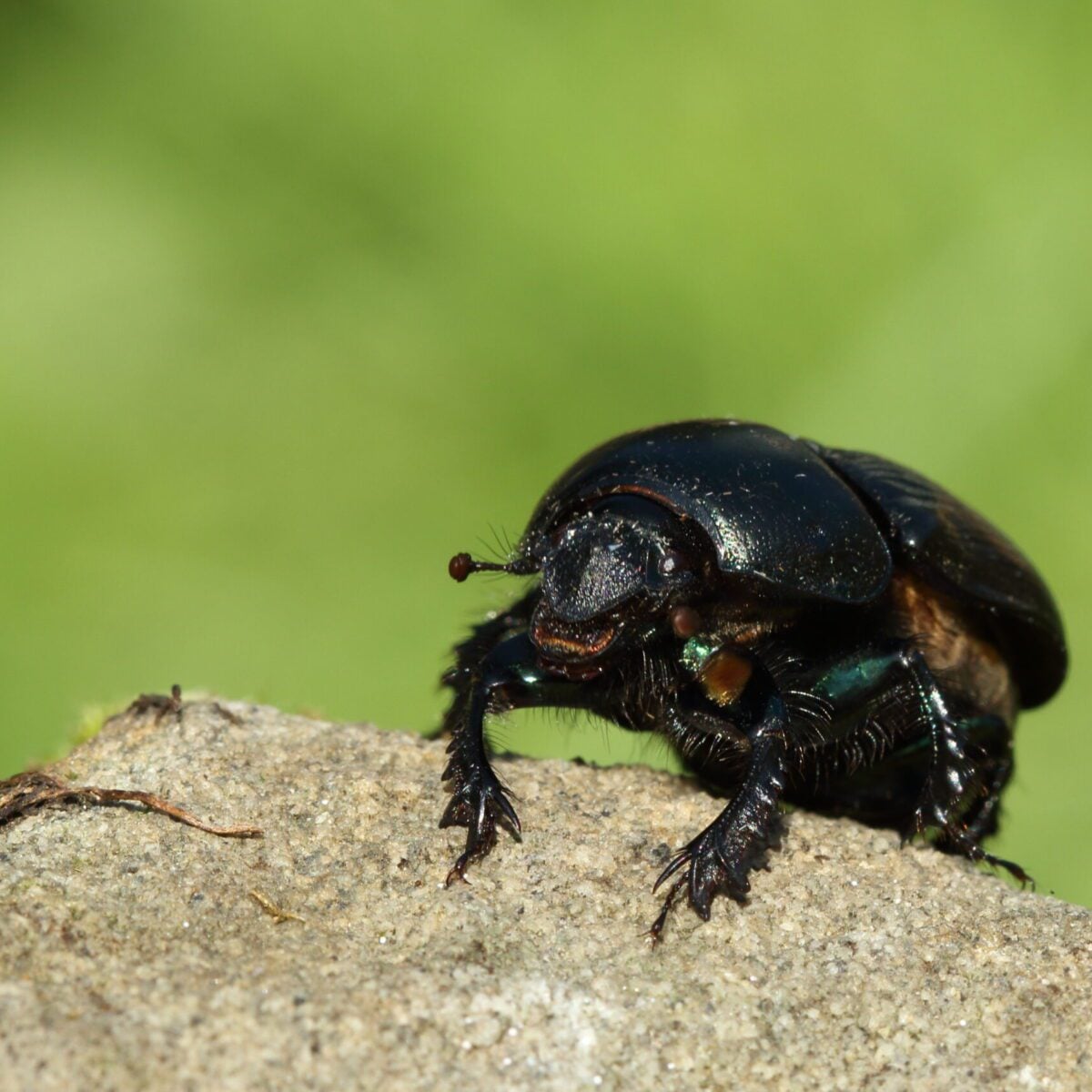 Common Dumble Dor Geotrupes spiniger