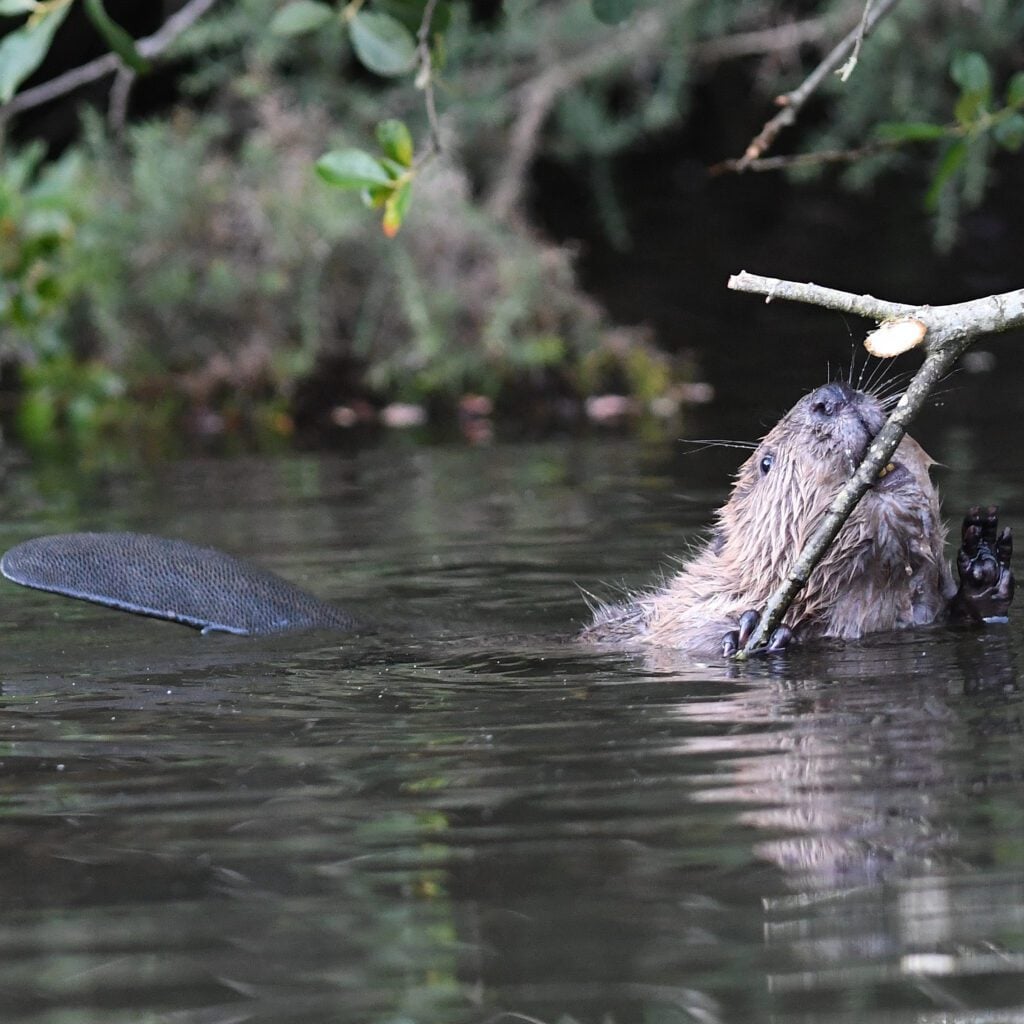 Beaver in water gnawing twig