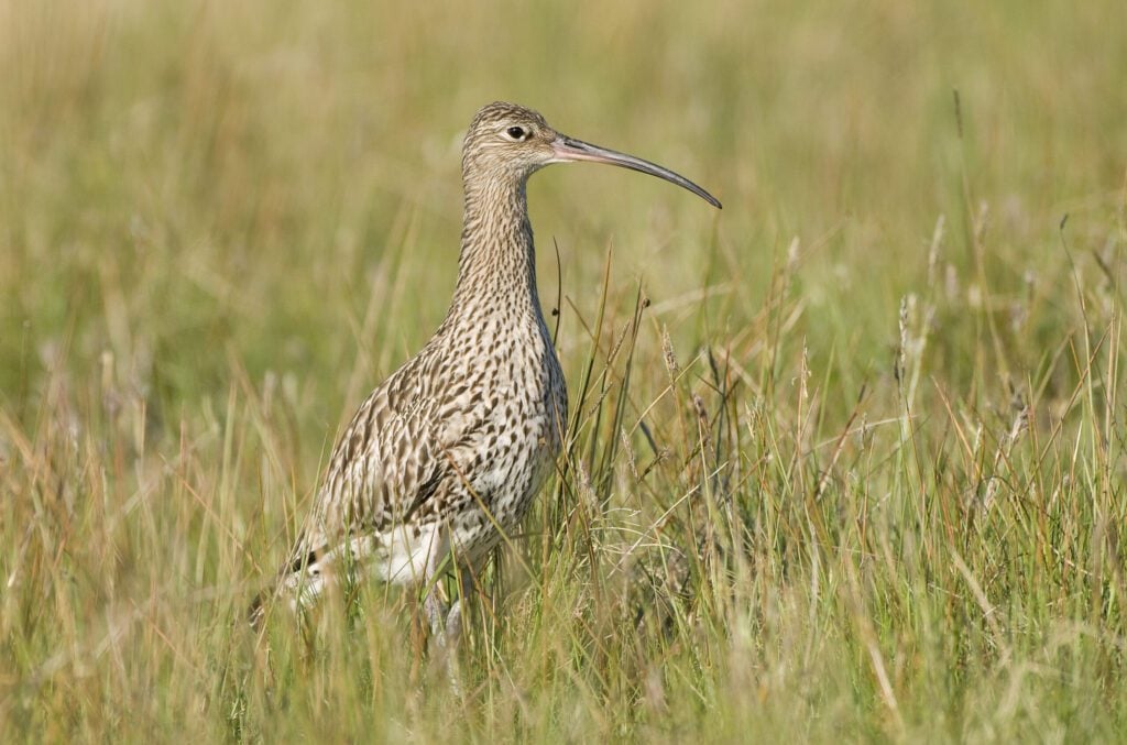 Curlew stood in long grass