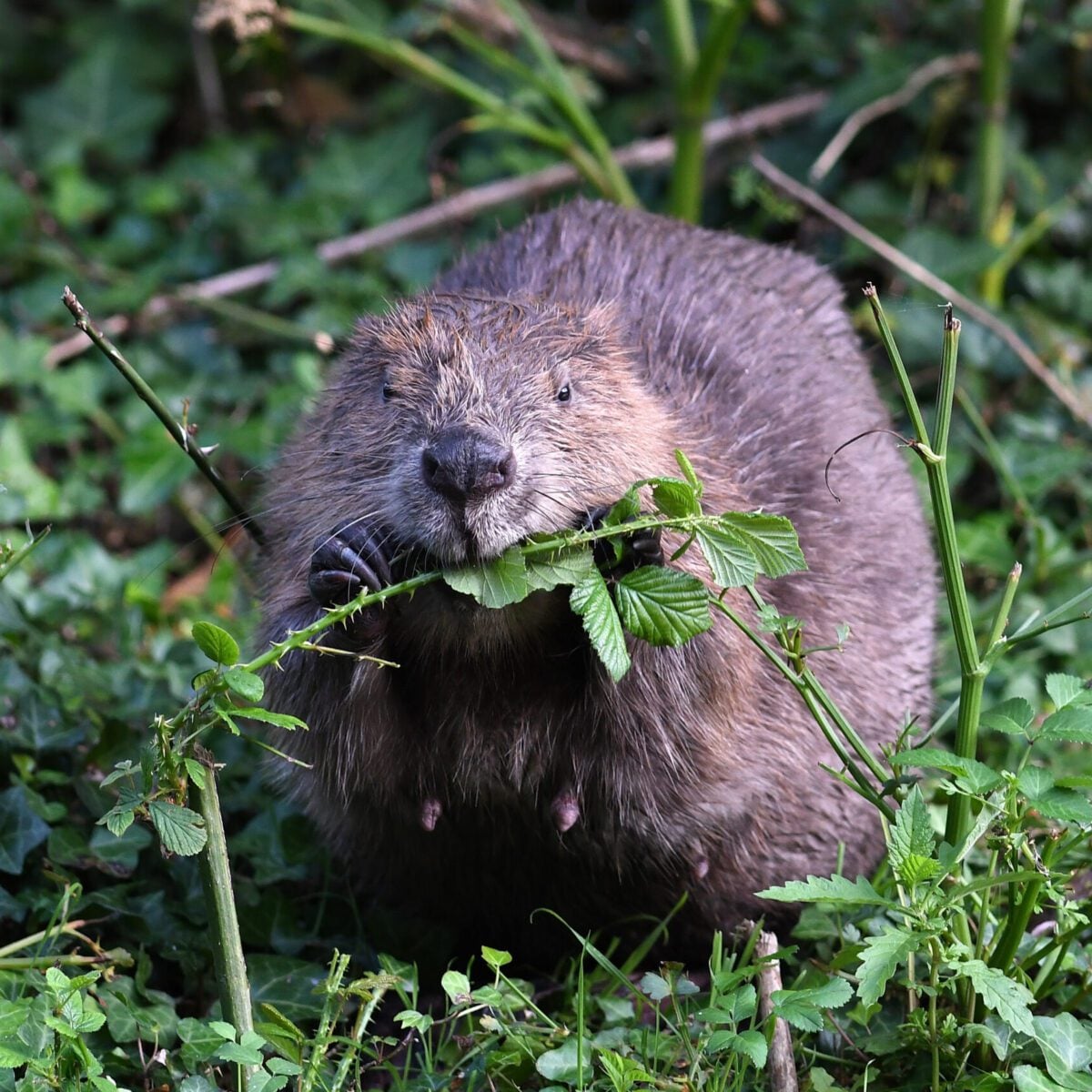 Eurasian Beaver David Parkyn