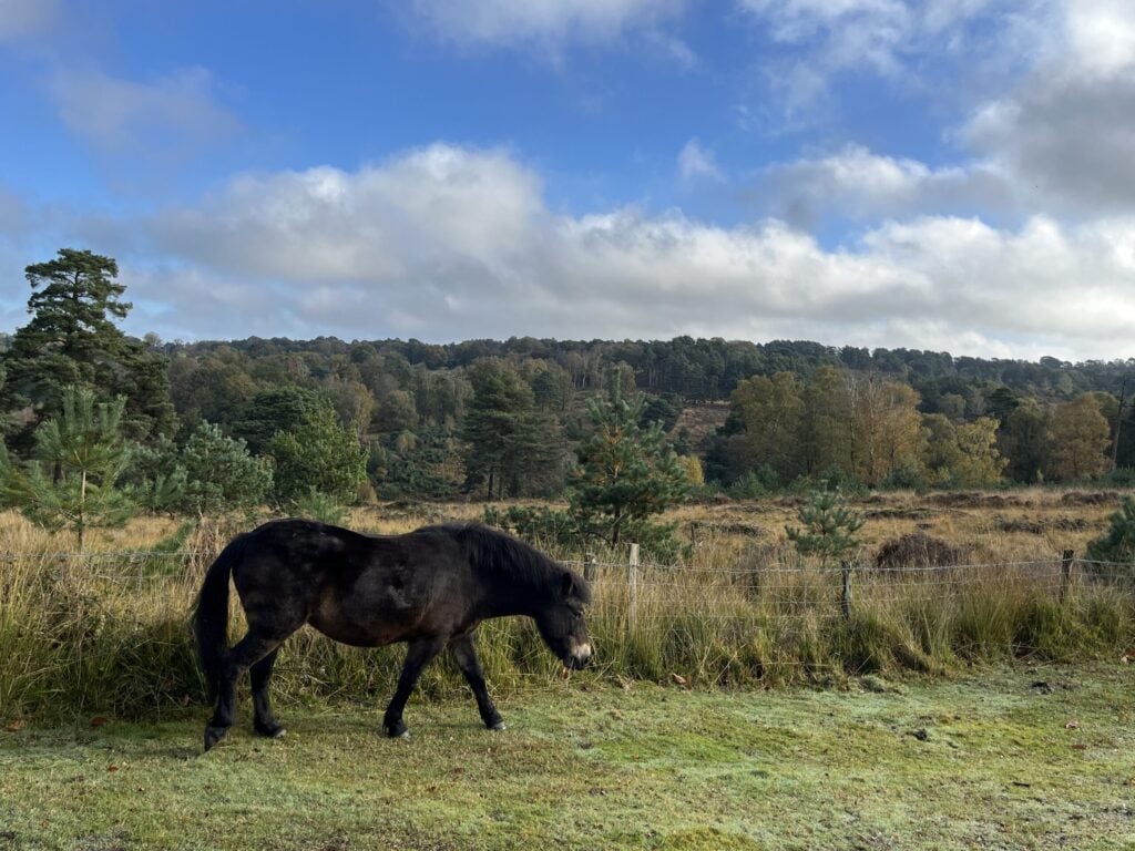 Exmoor pony beside fenced area of heathland