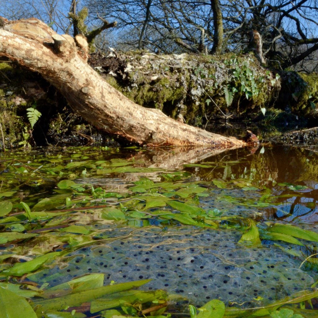 Frog spawn in beaver pond c Nick Upton 1 1