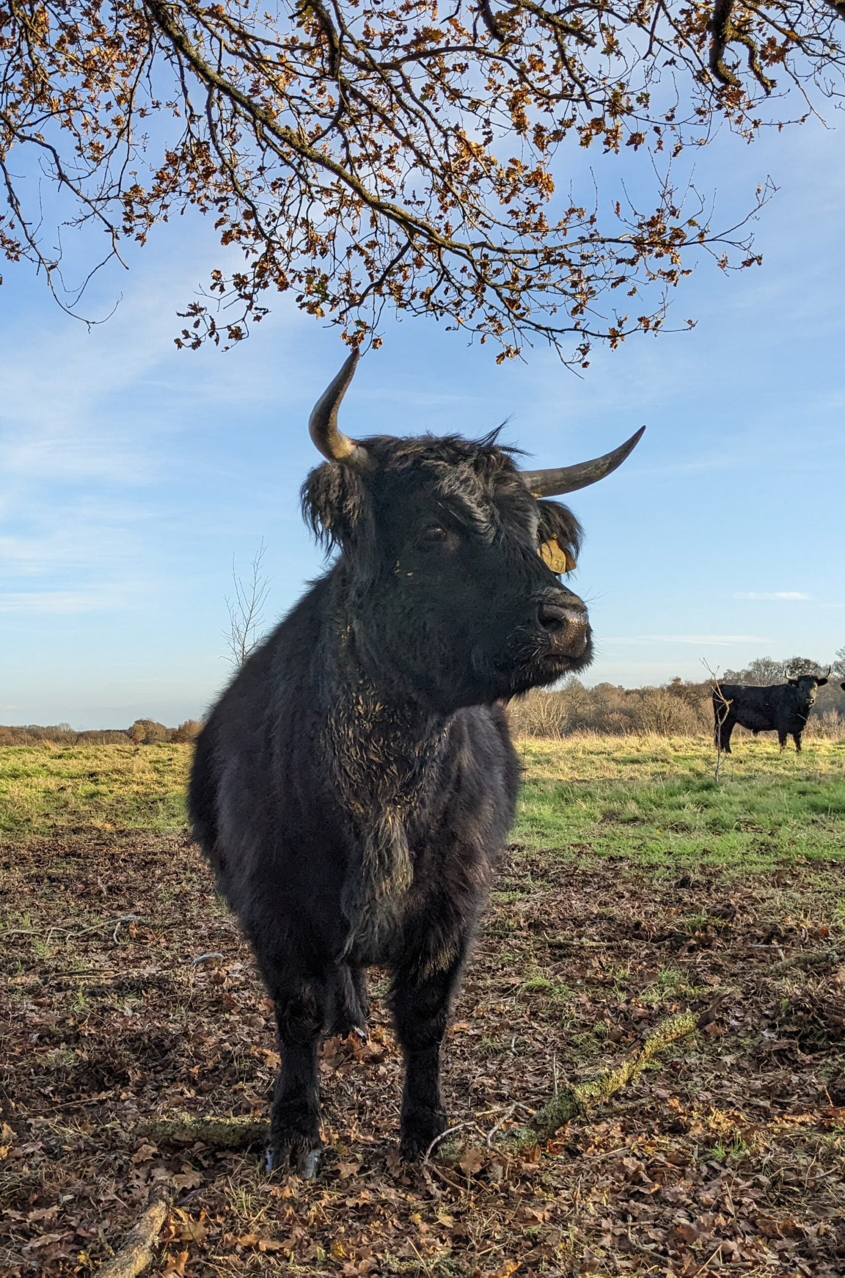 Grazing herd Forest Copse Ebernoe Dav Bridger
