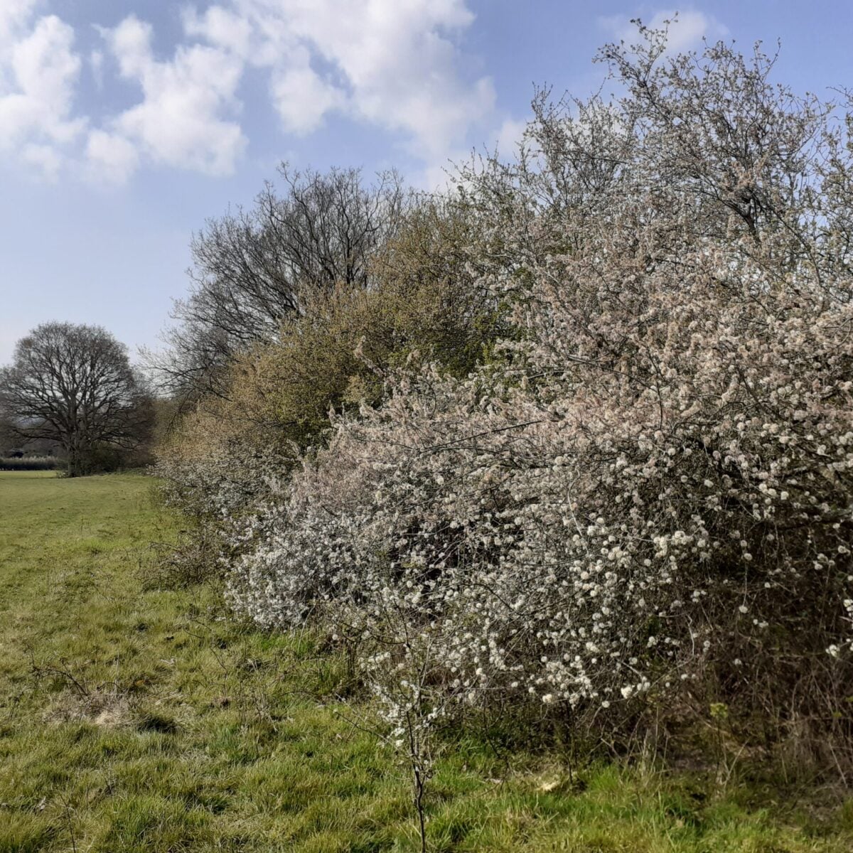 Hedgerow Blackthorn thickening out 2