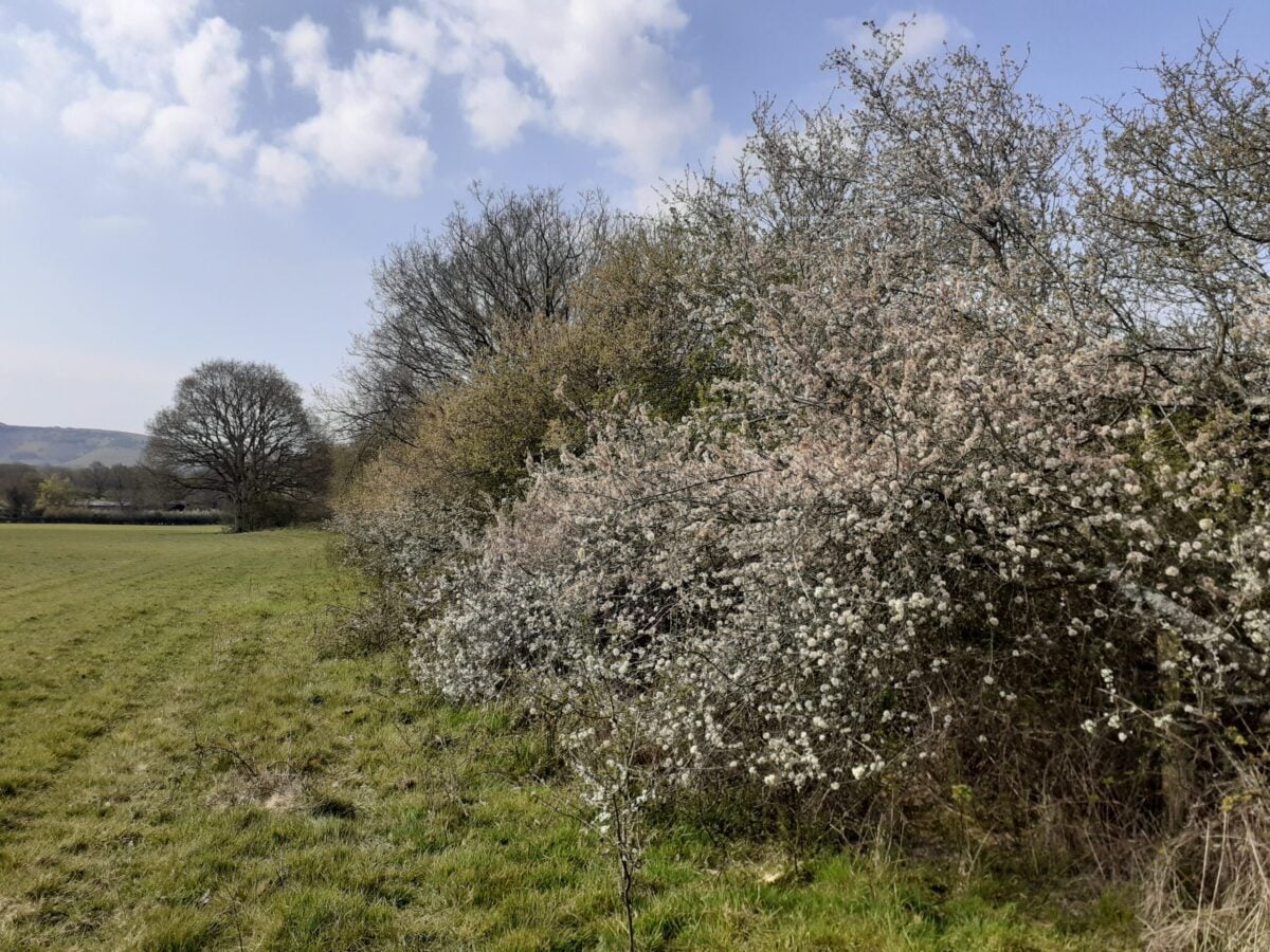 Hedgerow Blackthorn thickening out 2