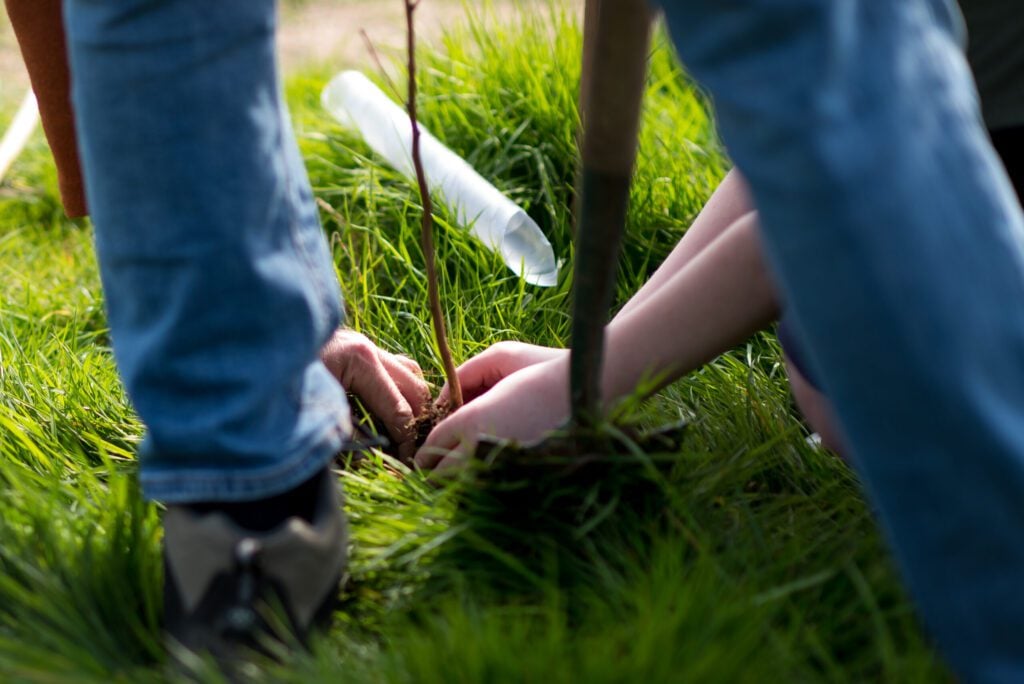 A sapling being planted with three hands helping it into place, as viewed between the legs of another person