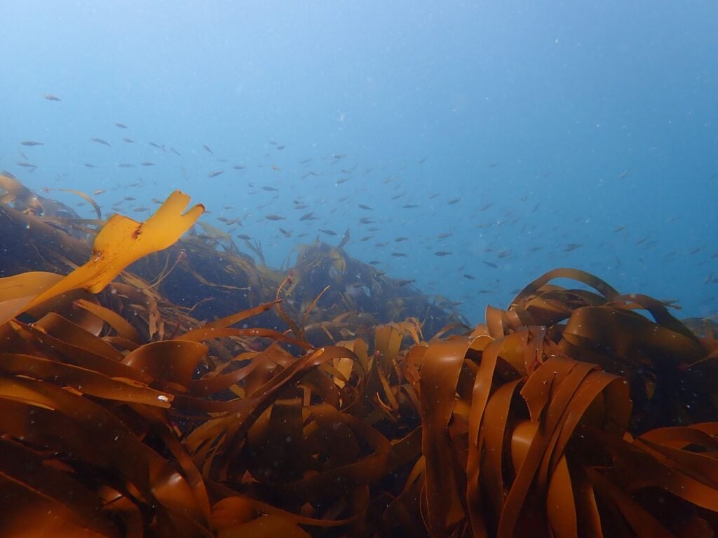 Kelp and juvenile fish
