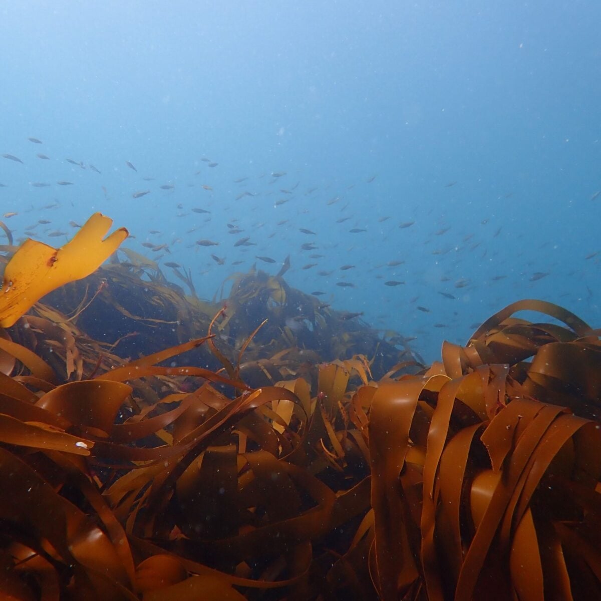 Kelp and juvenile fish Dan Smale