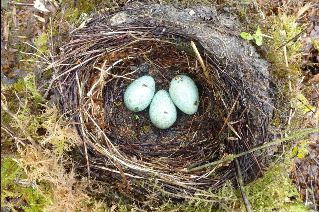 Lizzie Wilberforce Blackbird nest