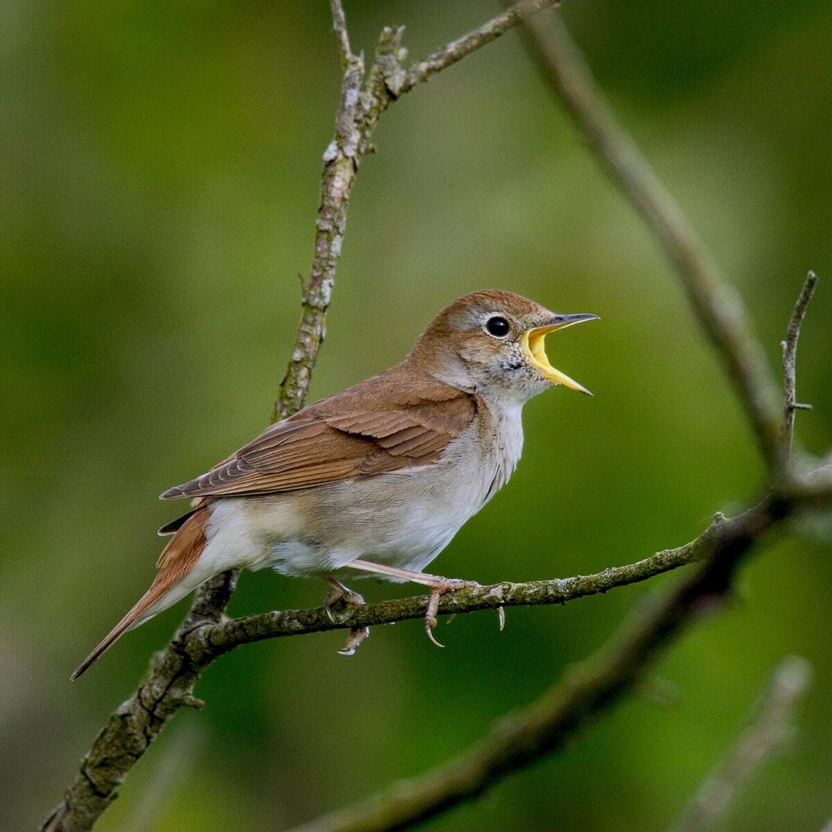 Nightingale Roger Wilmshurst