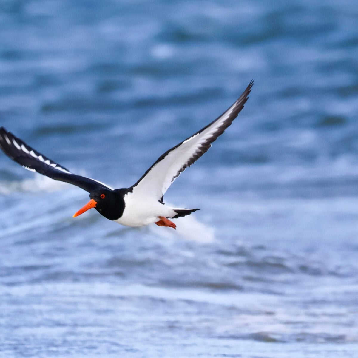 Oystercatcher over sea Kai Hilton