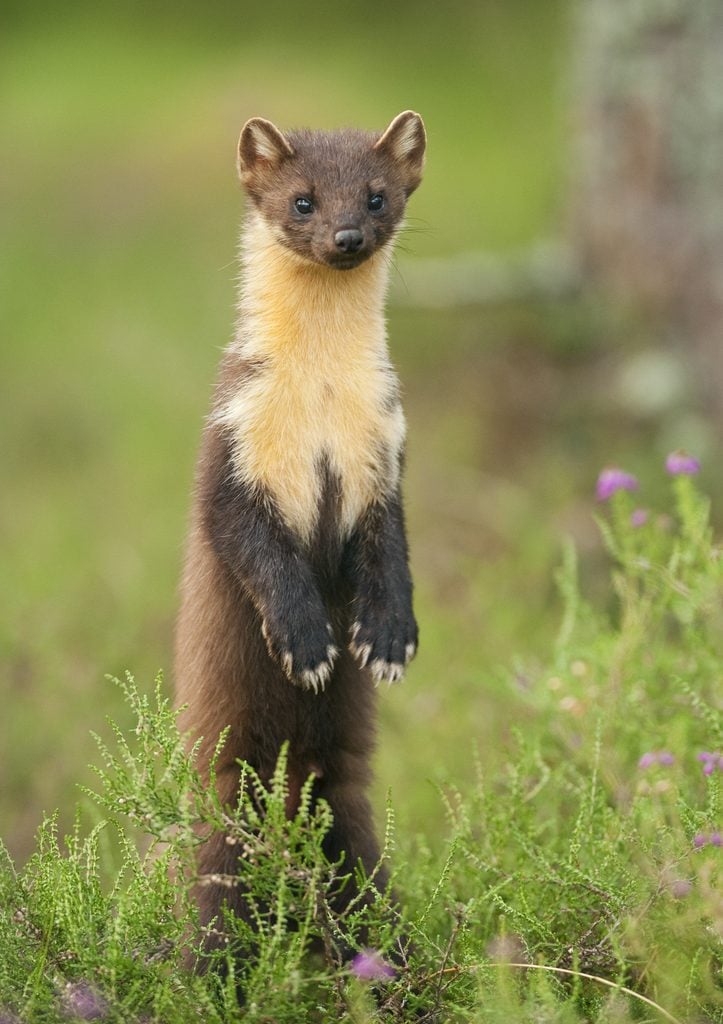 Pine Marten Terry Whittaker 2020VISION 2