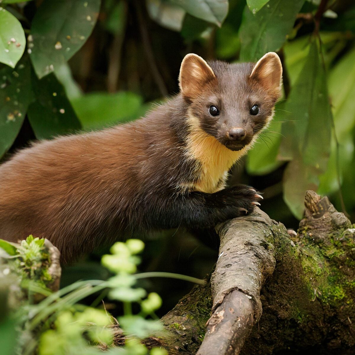 Pine Marten branch Paul Parsons 2024 2