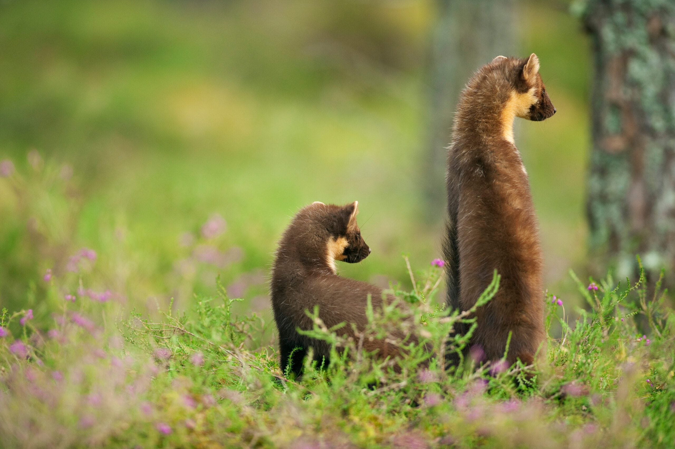 Pine Martens flip Terry Whittake r 2020VISION 1