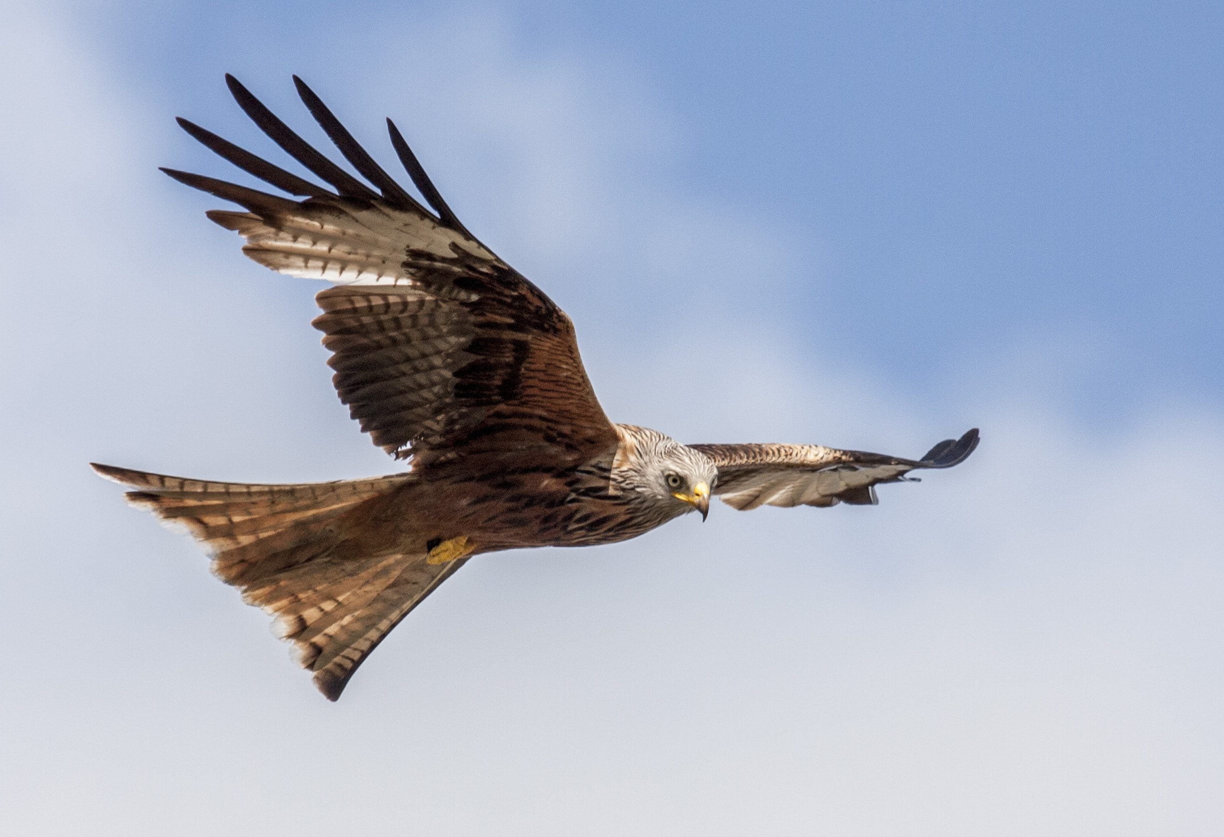 Red Kite