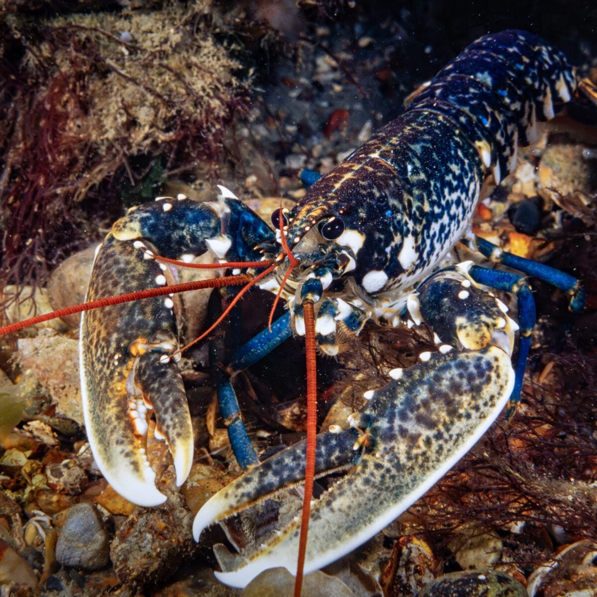 Selsey Lobster Paul Parsons 2024