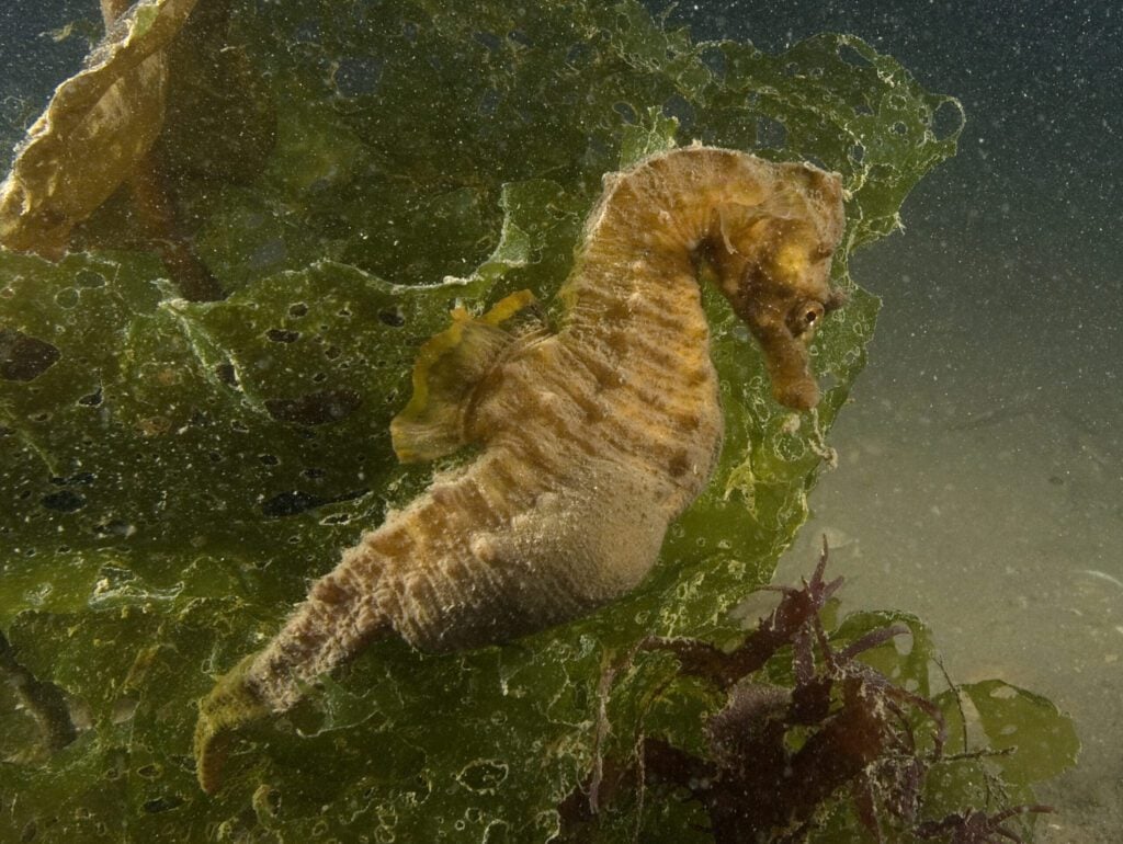Short-snouted Seahorse 