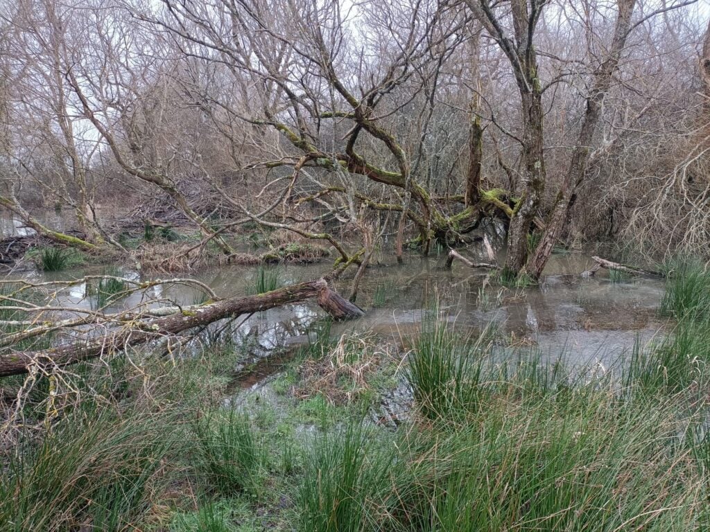 Signs of Beaver activity at Knepp Estate pond in winter