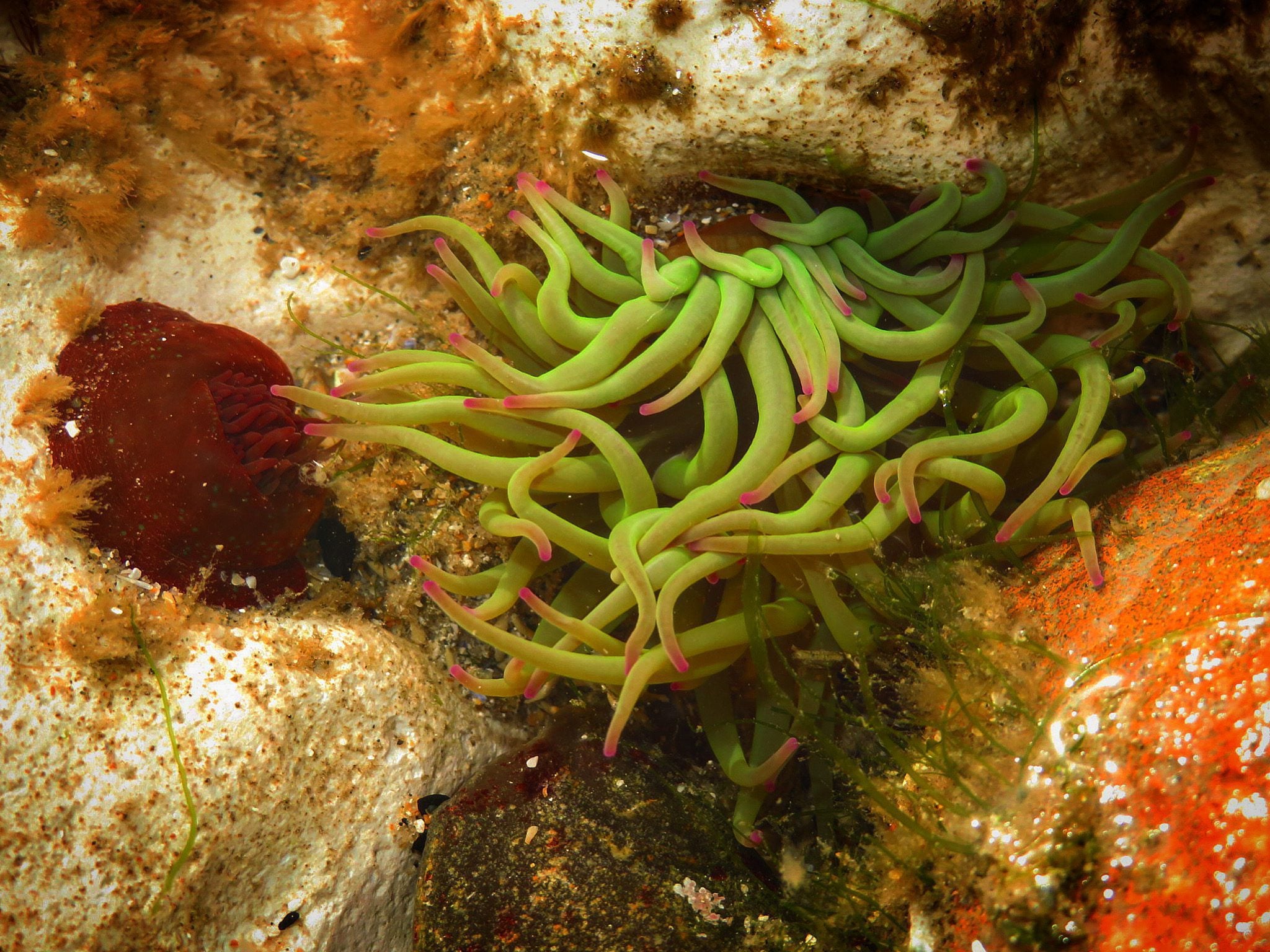 Snakelocks Anemone 2