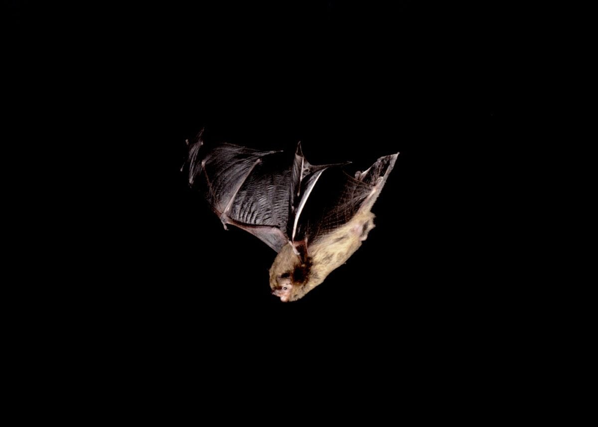 Soprano Pipistrelle bat flying at night, with a dark background