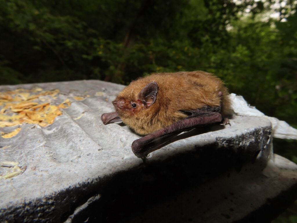 Soprano Pipistrelle bat landed on a grey surface