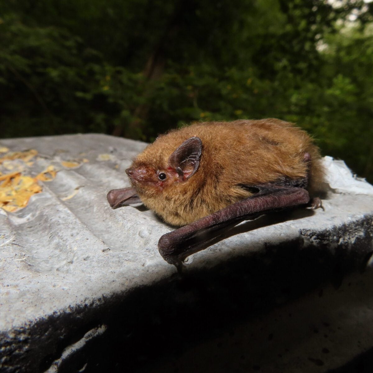 Soprano Pipistrelle Ryan Greaves