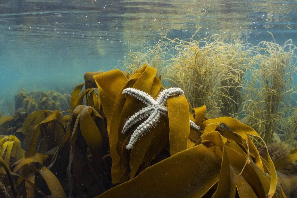 Spiny Starfish up on kelp Wembury 1 FJa Paul Naylor marinephoto