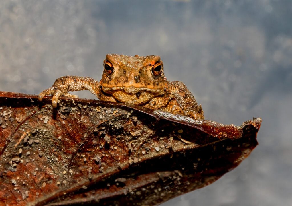 Toad 6